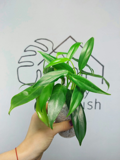 Philodendron Domesticum | 20-25cm