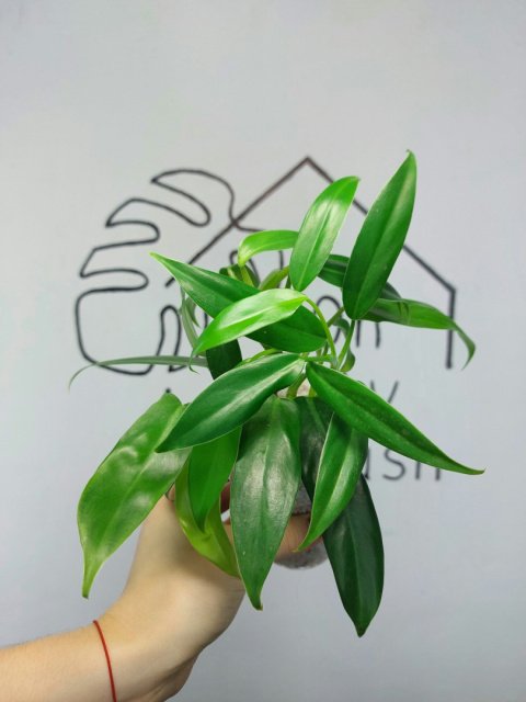 Philodendron Domesticum | 20-25cm