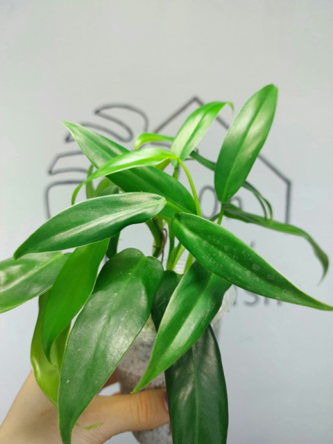 Philodendron Domesticum | 20-25cm