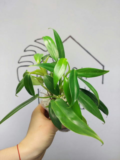 Philodendron Domesticum | 20-25cm