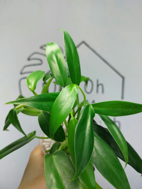 Philodendron Domesticum | 20-25cm