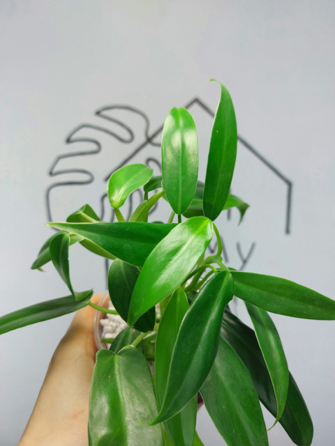 Philodendron Domesticum | 20-25cm