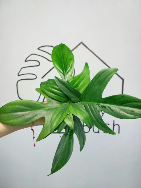 Philodendron Florida Ghost | Pędówka Philodendron Florida Ghost | Pędówka