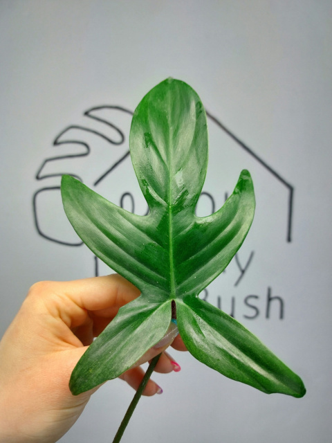 Philodendron Florida Ghost | Pędówka Philodendron Florida Ghost | Pędówka