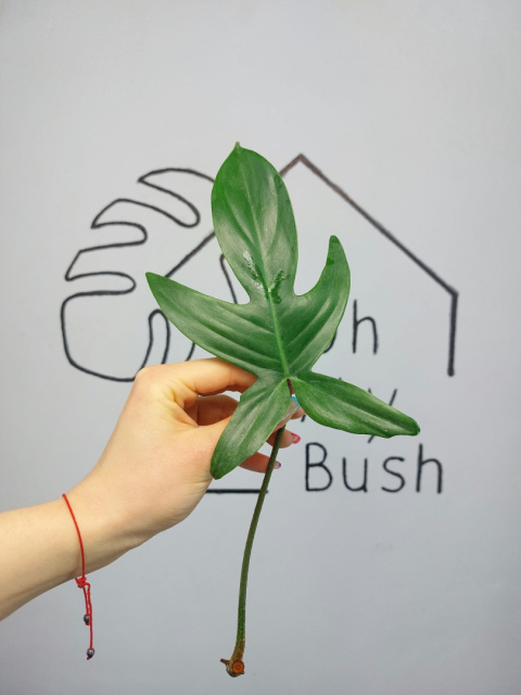 Philodendron Florida Ghost | Pędówka Philodendron Florida Ghost | Pędówka