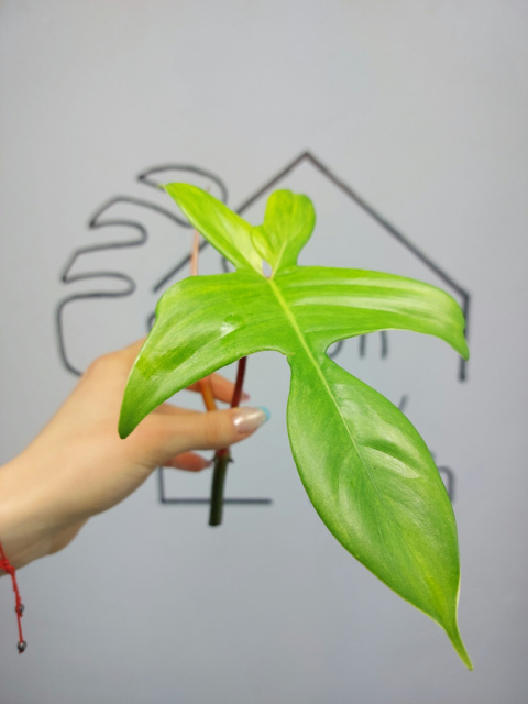 Philodendron Florida Ghost | Szczyt Philodendron Florida Ghost | Szczyt