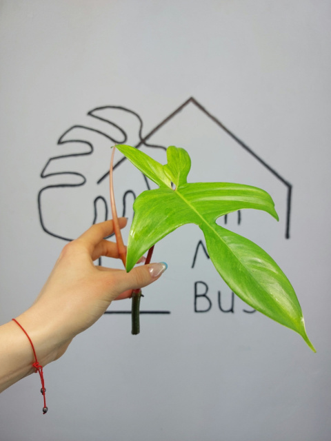 Philodendron Florida Ghost | Szczyt Philodendron Florida Ghost | Szczyt