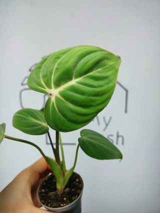 Philodendron Gloriosum | 10-15cm