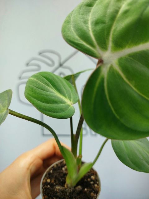 Philodendron Gloriosum | 10-15cm