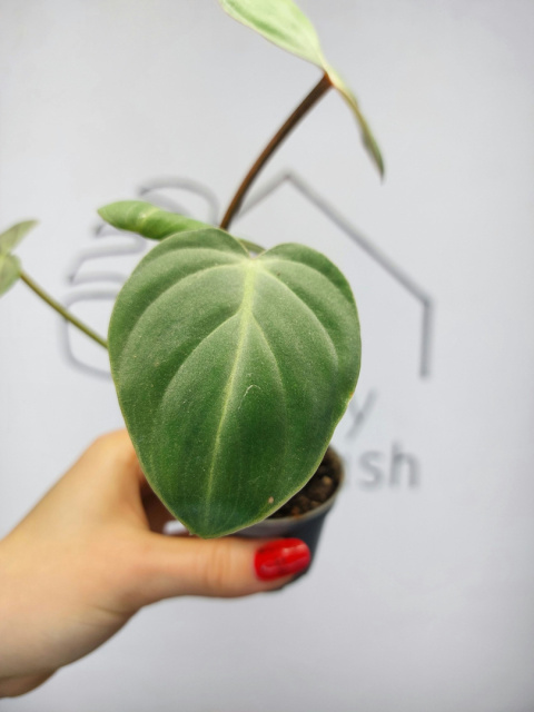 Philodendron Gloriosum | 10-15cm