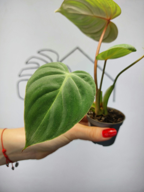 Philodendron Gloriosum | 10-15cm