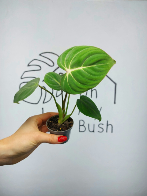 Philodendron Gloriosum | 10-15cm