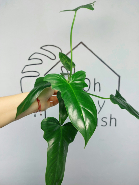 Philodendron Green Dragon | 45-50cm