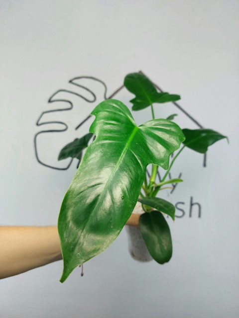 Philodendron Green Dragon | 45-50cm