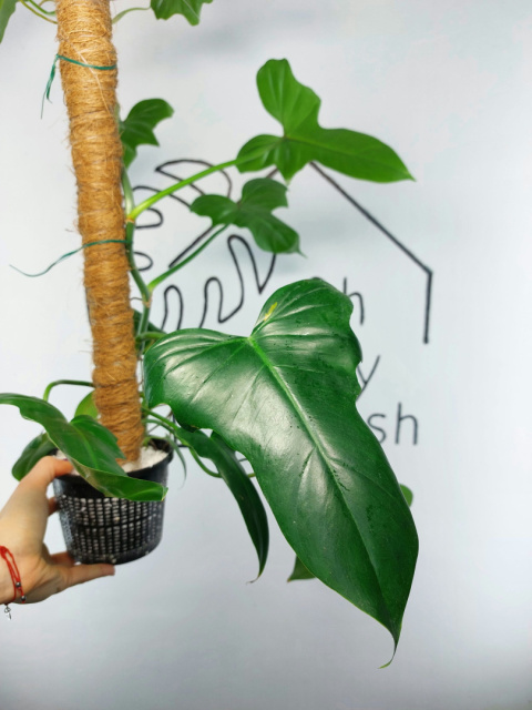 Philodendron Green Dragon XXL | 60-70cm