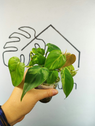 Philodendron Hederaceum var. Oxycardium Variegata | 10-15cm
