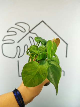 Philodendron Hederaceum var. Oxycardium Variegata | 10-15cm