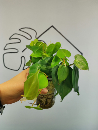 Philodendron Hederaceum var. Oxycardium Variegata | 15-20cm