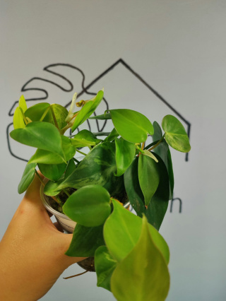 Philodendron Hederaceum var. Oxycardium Variegata | 15-20cm