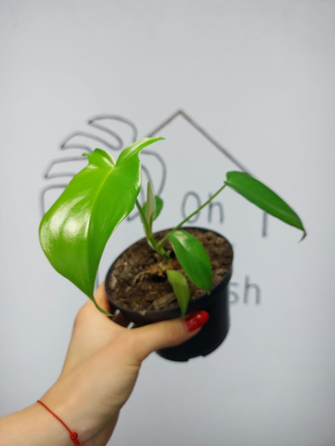 Philodendron Pedatum Glad Hands | 15-20cm