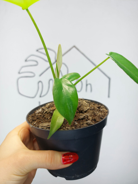 Philodendron Pedatum Glad Hands | 15-20cm