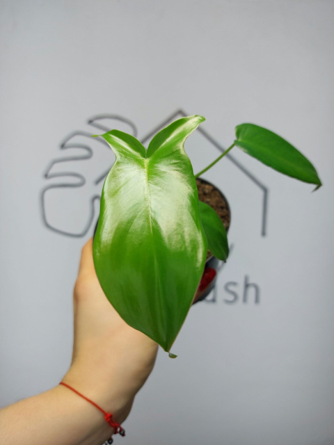 Philodendron Pedatum Glad Hands | 15-20cm