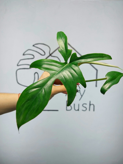 Philodendron Pedatum Glad Hands | Szczyt