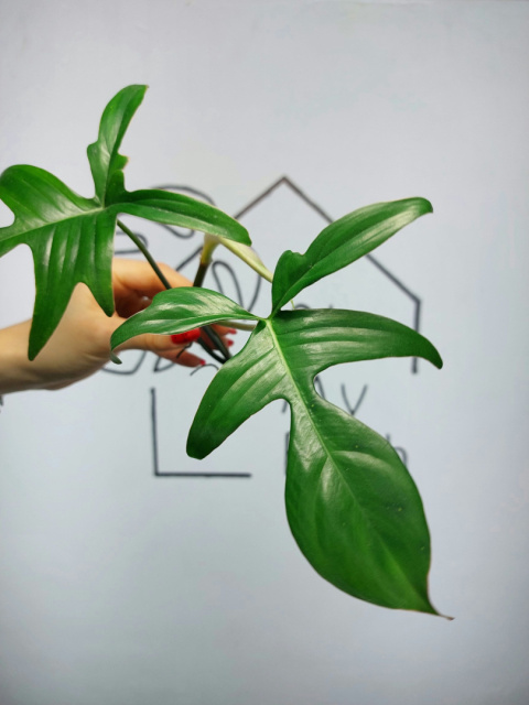 Philodendron Pedatum Glad Hands | Szczyt