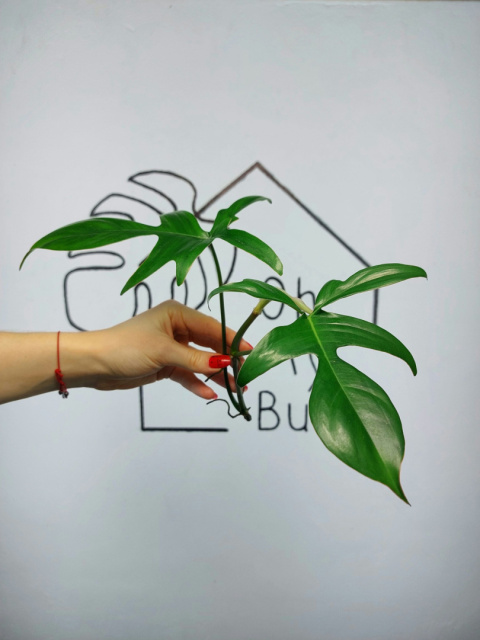 Philodendron Pedatum Glad Hands | Szczyt