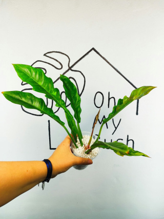 Philodendron Ring of Fire | 25-30cm