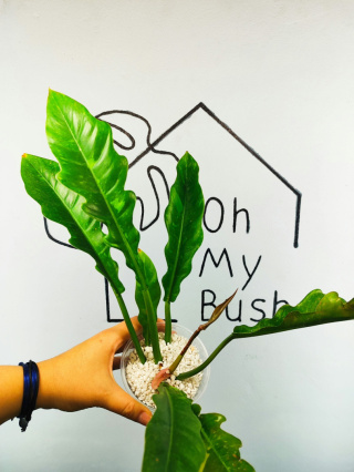 Philodendron Ring of Fire | 25-30cm