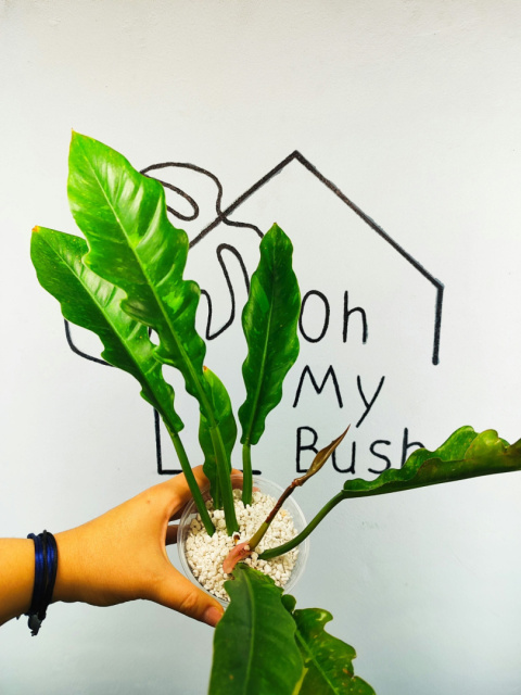Philodendron Ring of Fire | 25-30cm