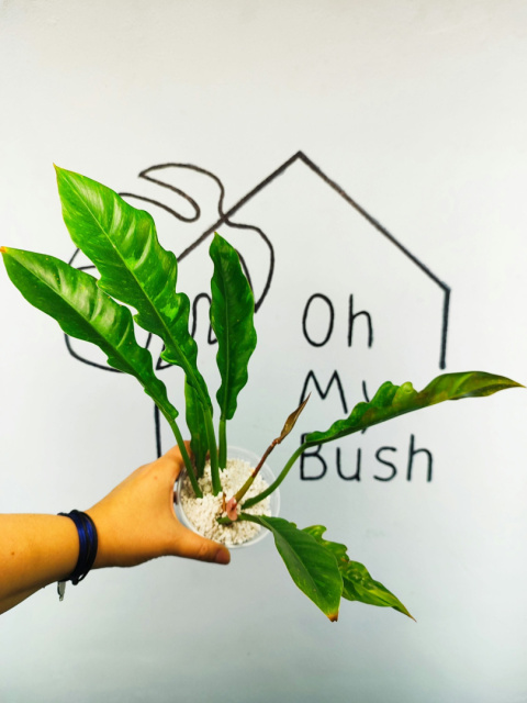 Philodendron Ring of Fire | 25-30cm