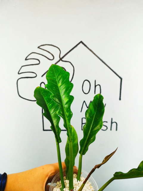 Philodendron Ring of Fire | 25-30cm