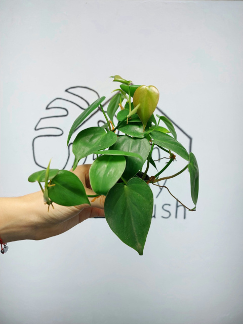 Philodendron Scandens | 10-15cm