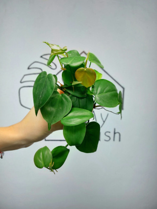 Philodendron Scandens | 10-15cm