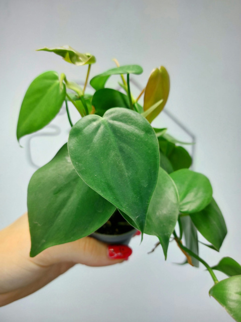 Philodendron Scandens | 10-15cm