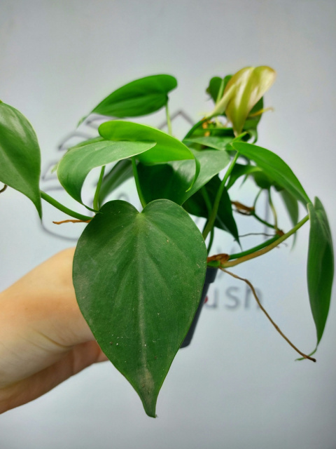 Philodendron Scandens | 10-15cm