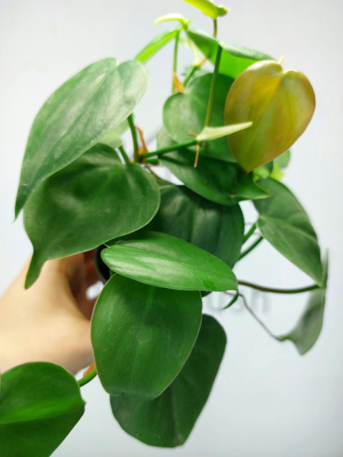 Philodendron Scandens | 10-15cm