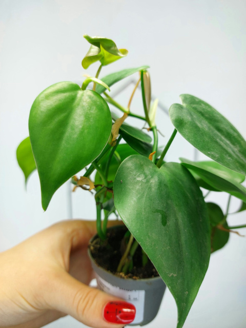 Philodendron Scandens | 10-15cm