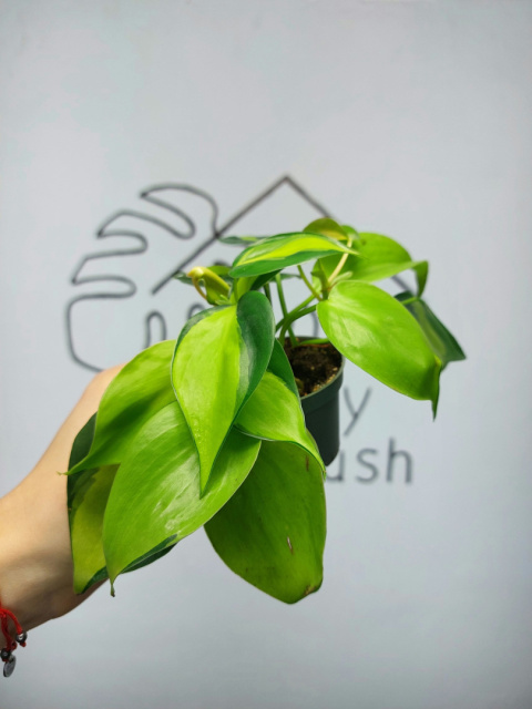 Philodendron Scandens Brasil | 10-15cm