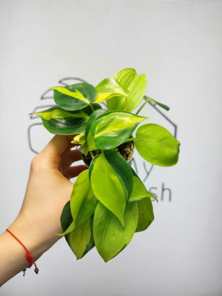 Philodendron Scandens Brasil | 10-15cm