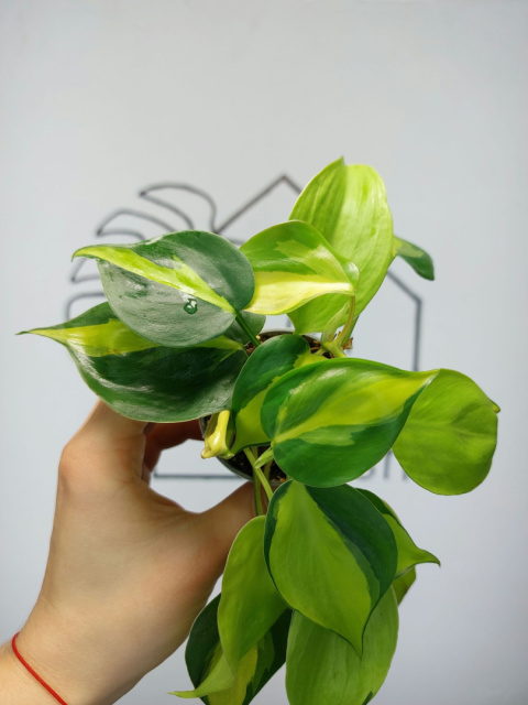 Philodendron Scandens Brasil | 10-15cm