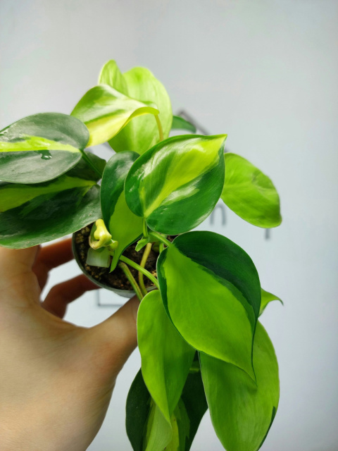 Philodendron Scandens Brasil | 10-15cm