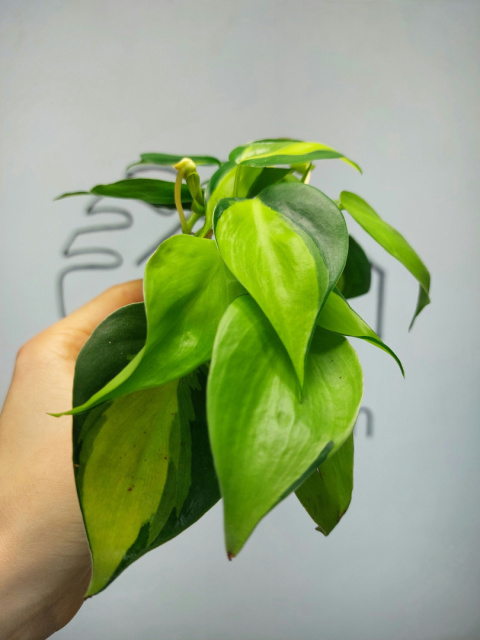 Philodendron Scandens Brasil | 10-15cm