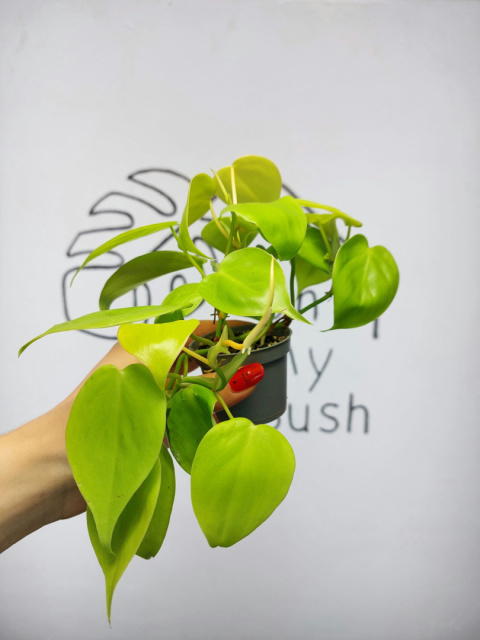 Philodendron Scandens Lemon Lime | 10-15cm