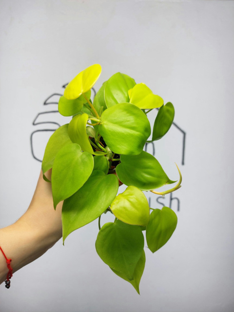 Philodendron Scandens Lemon Lime | 10-15cm