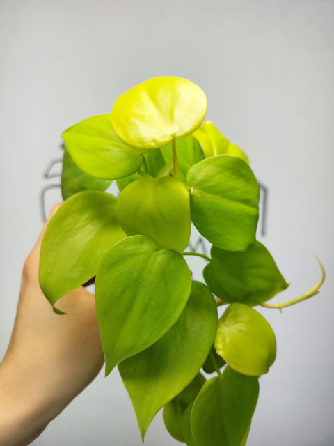 Philodendron Scandens Lemon Lime | 10-15cm