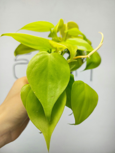 Philodendron Scandens Lemon Lime | 10-15cm