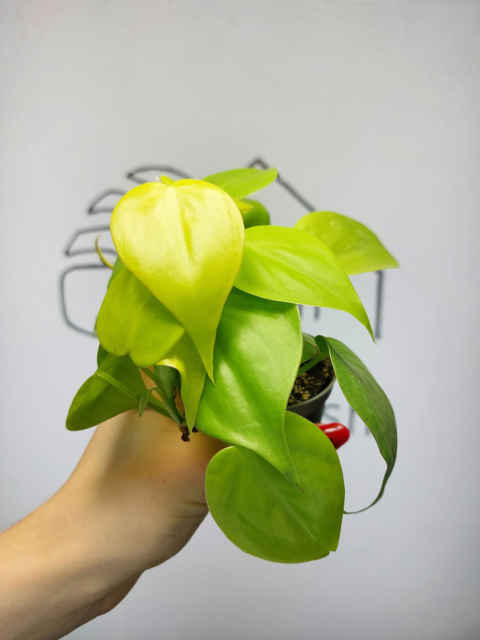 Philodendron Scandens Lemon Lime | 10-15cm